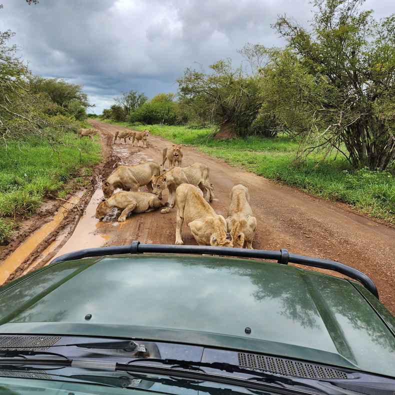 Lion Pride Kruger National Park - La Kruger Lifestyle Lodge