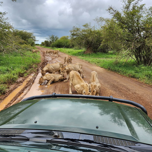Lion Pride Kruger National Park - La Kruger Lifestyle Lodge