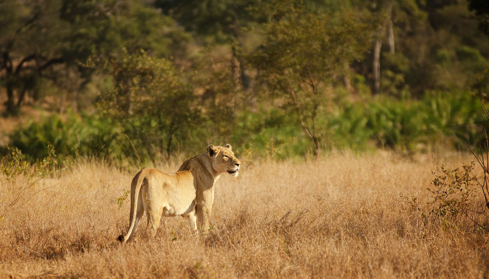 Lioness