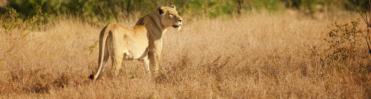Lioness