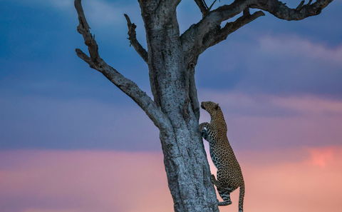 Kruger National Park 