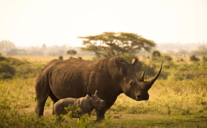 Safari Serenity Expedition: A 4-Day Wildlife Retreat