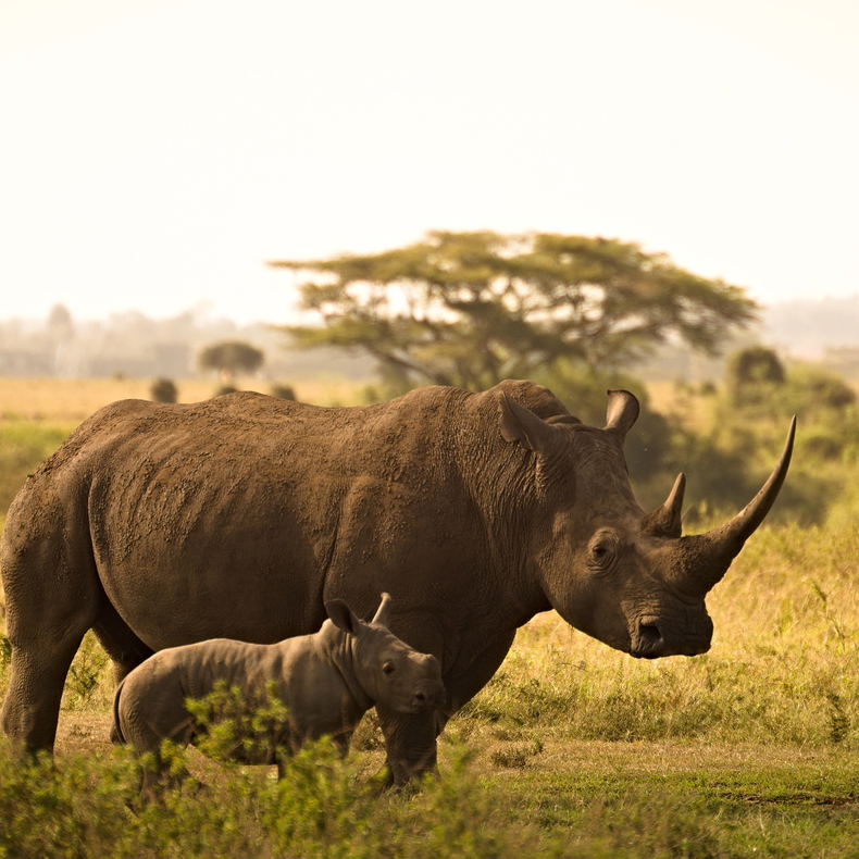 Rhino Kruger National Park