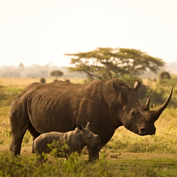 Rhino Kruger National Park