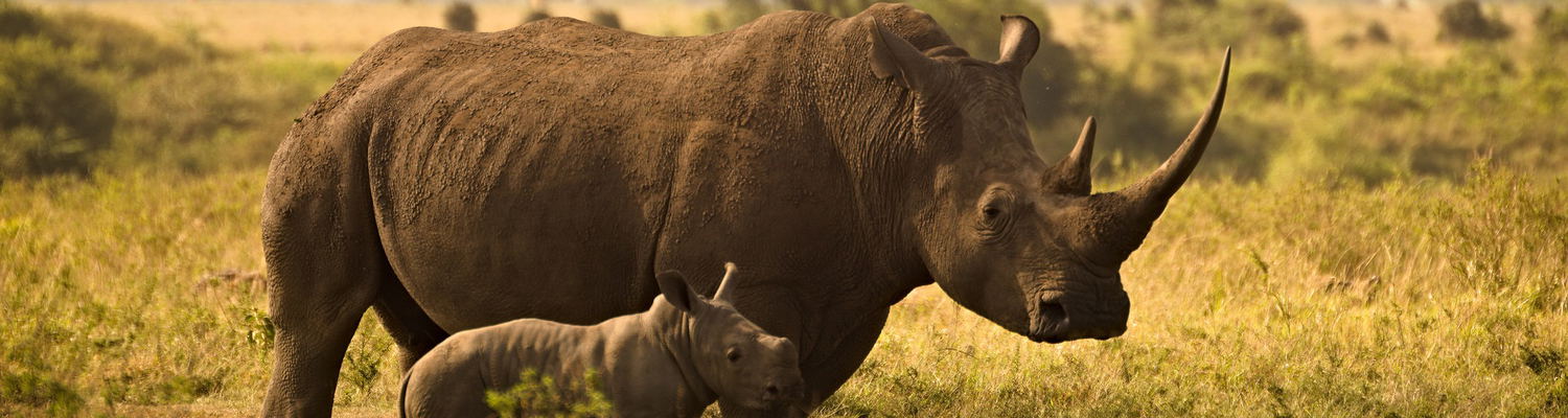 Rhino Kruger National Park