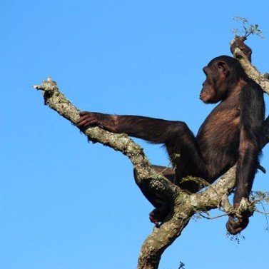 Chimp Eden - Jane Goodall Institute South Africa