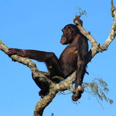 Chimp Eden - Jane Goodall Institute South Africa Chimp Eden - Jane Goodall Institute South Africa