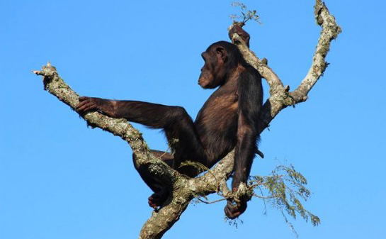Chimp Eden & Geo Trail Combo