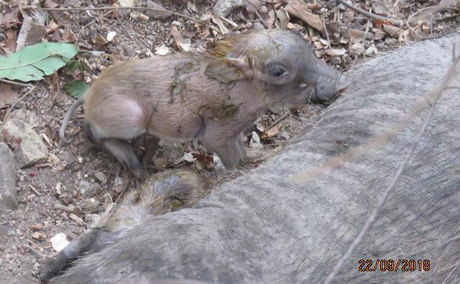 Warthog Piglets La Kruger Lifestyle Lodge