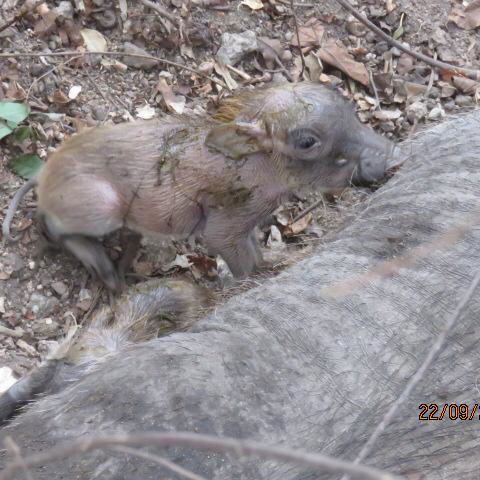 Warthog Piglets La Kruger Lifestyle Lodge