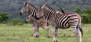 2-Night Kruger Escape · 1 Nov – 17 Dec 2026