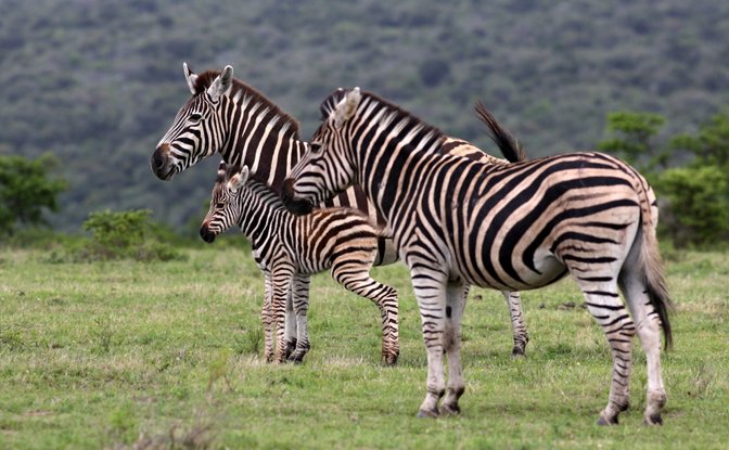 2-Night Kruger Escape · 1 Nov – 17 Dec 2026
