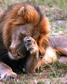 Moholoholo Rehabilitation Centre