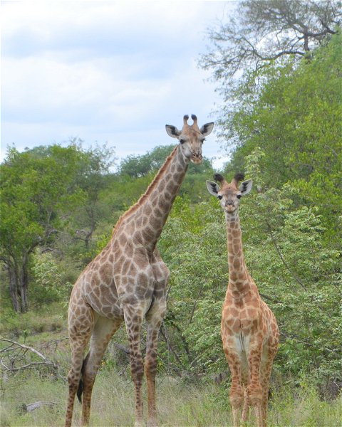 Masodini Safari Tour