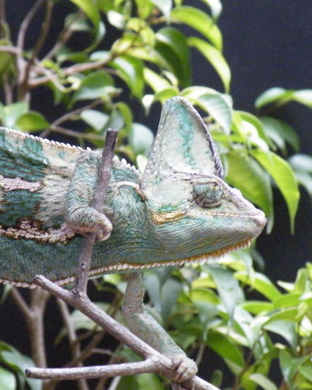 Hoedspruit Reptile Park