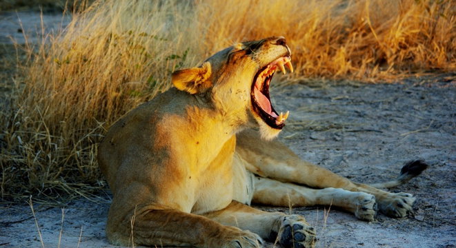 mobile Safaris Zambia Adventure Purists mobile Safaris Zambia Adventure Purists