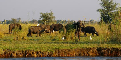 Sambia´s Highlights - Lodge Tour 