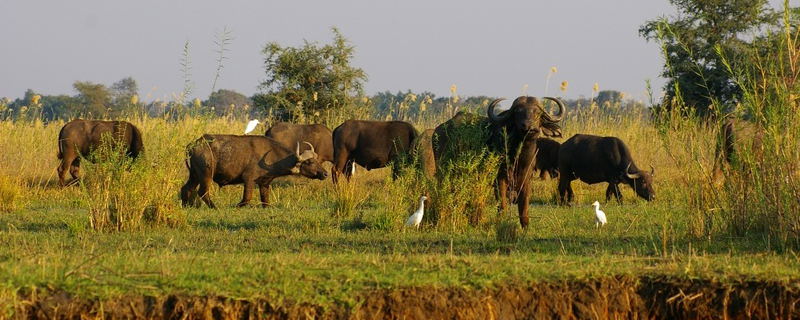 Lower Zambezi National Park mobile Safari Adventure Purists 