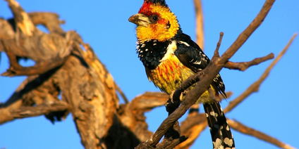 Camping Safari durch Kafue National Park