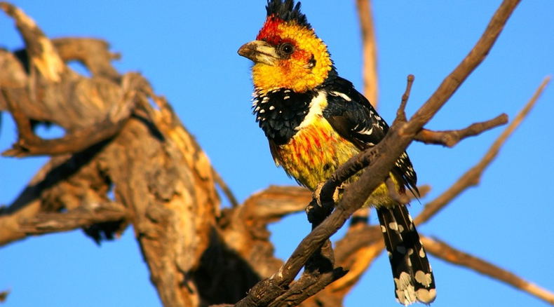 Haubenbartvogel, Kafue National Park, Sambia 