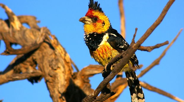 Haubenbartvogel, Kafue National Park, Sambia Haubenbartvogel, Kafue National Park, Sambia