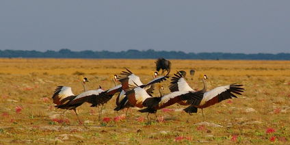 Camping Safari durch Kafue - und Liuwa Plains National Park