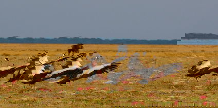 Camping Safari durch Kafue - und Liuwa Plains National Park