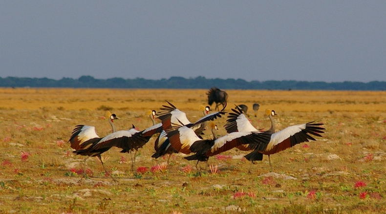 Kronenkraniche, Liuwa National Park, Sambia Adventure Purists 