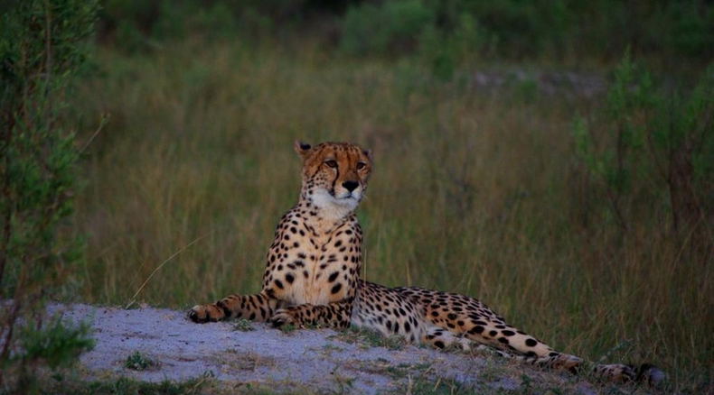 Cheetah Kafue National Park Zambia Cheetah Kafue National Park Zambia
