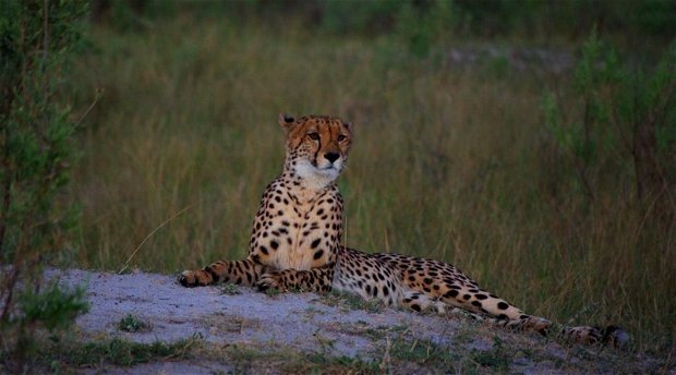 Cheetah Kafue National Park Zambia 