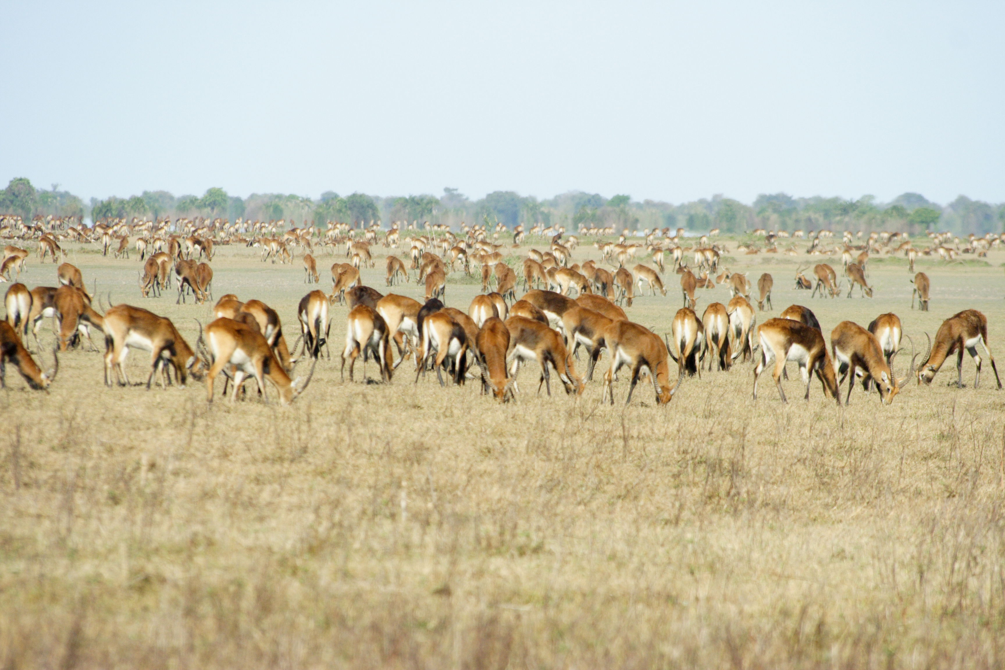 Bangweulu Wandersafari