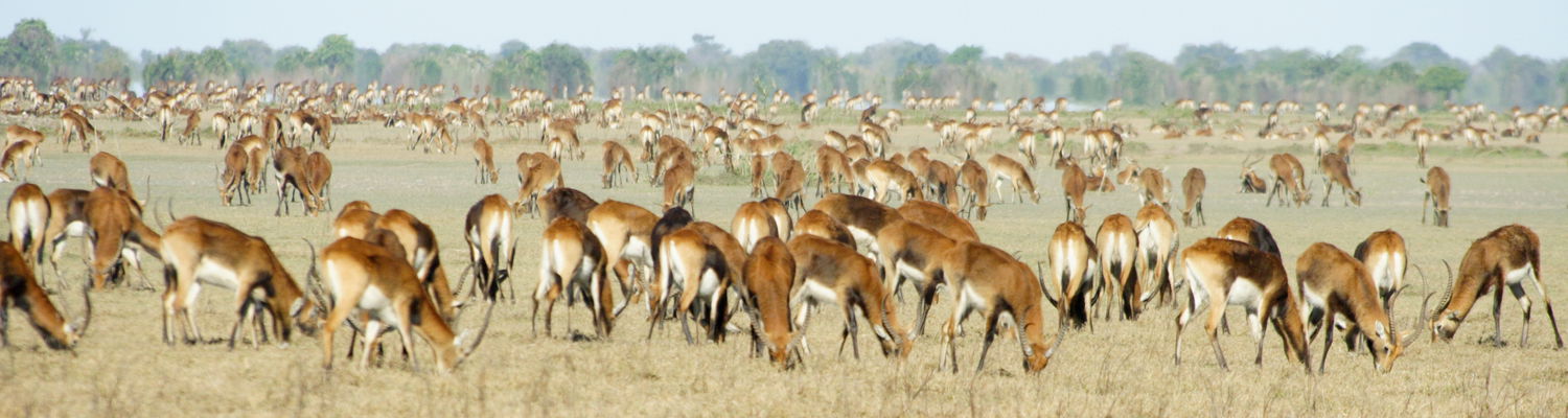 Bangweulu Wandersafari
