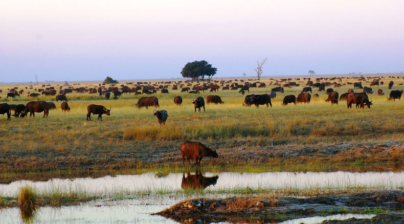 budget safaris Zambia budget safaris Zambia