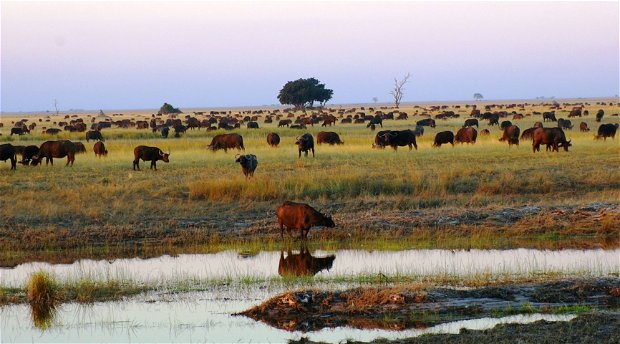 budget safaris Zambia