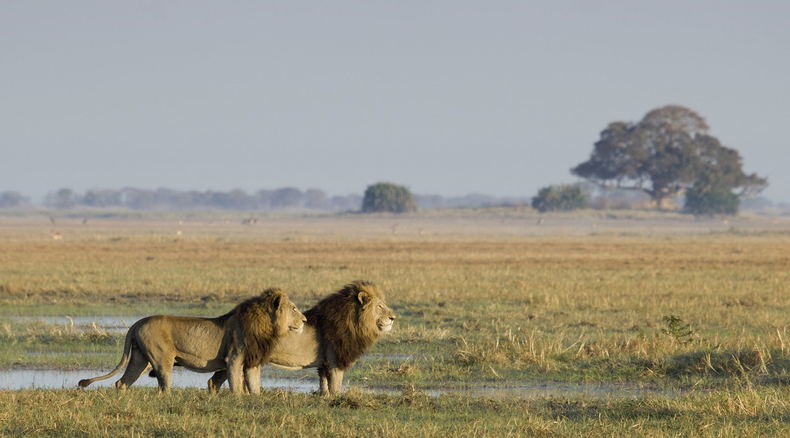 Busanga Plains Kafue 