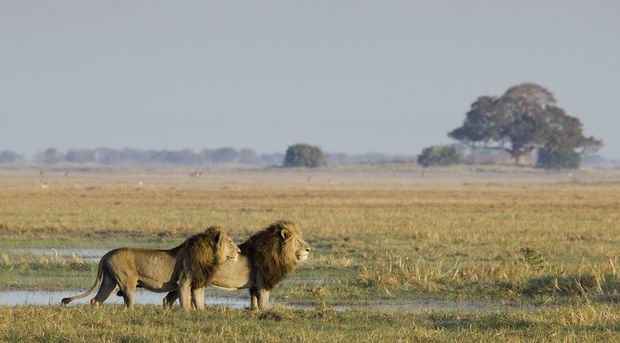 Busanga Plains Kafue 