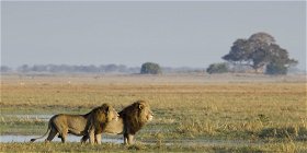 Maßgeschneiderte Safaris 
