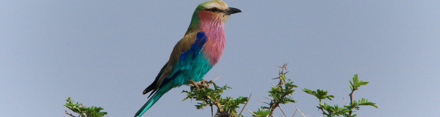 mobile safaris zambia