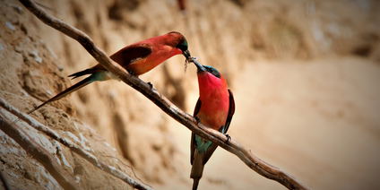 Birding Safari in Sambia 