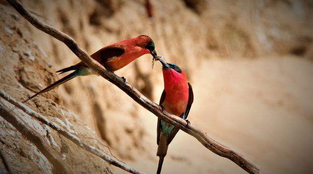 Birding Safaris Zambia