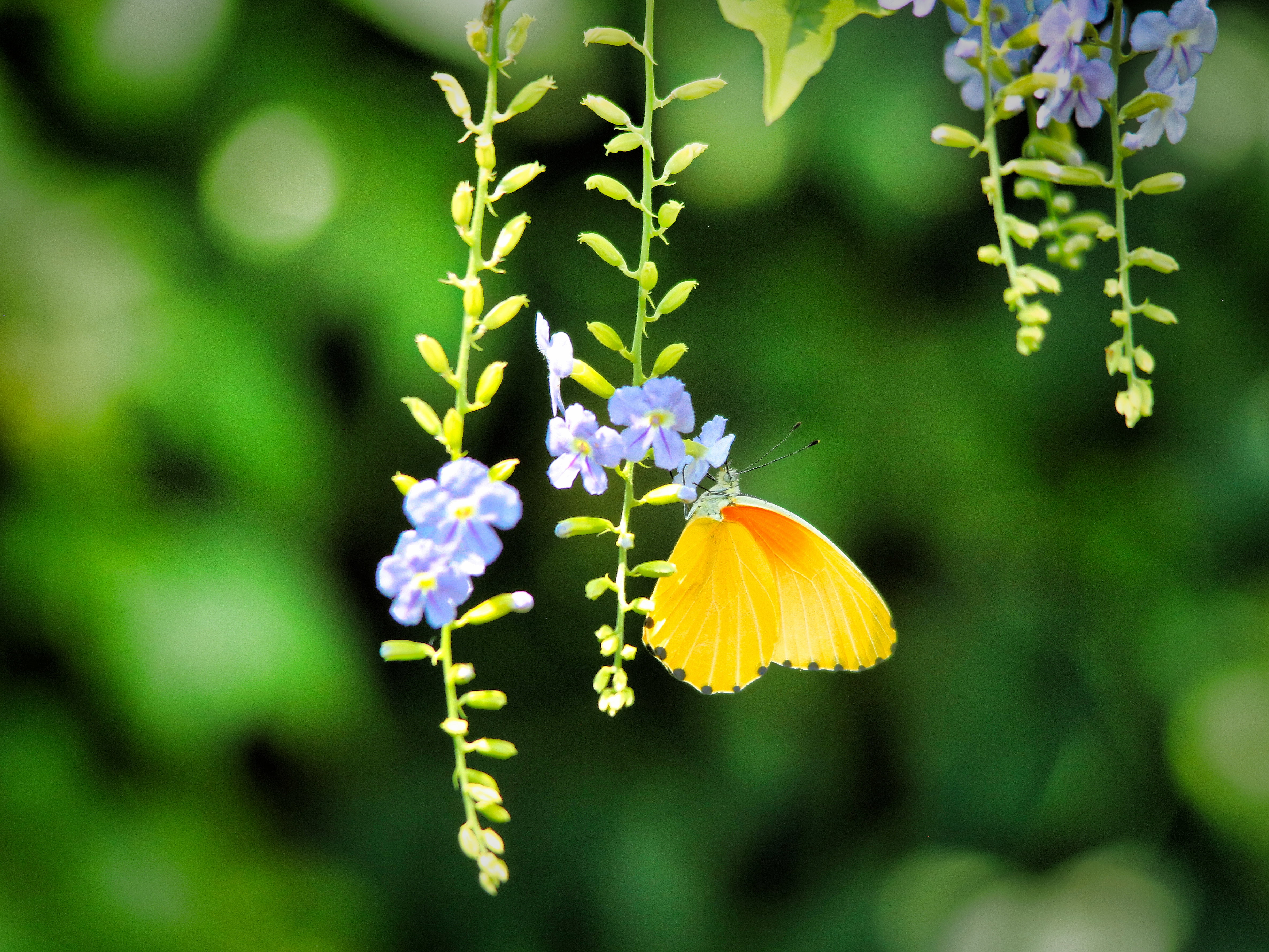 common dotted border