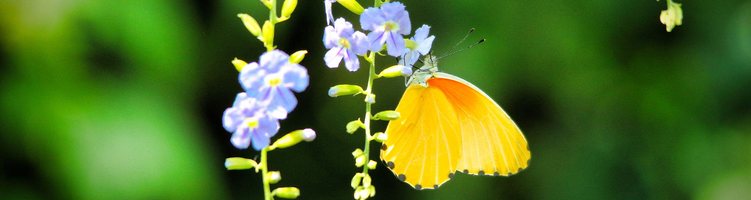 common dotted border