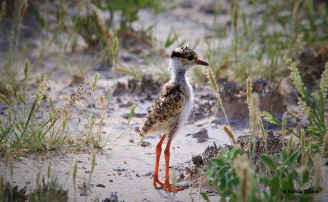 birding safaris zambia