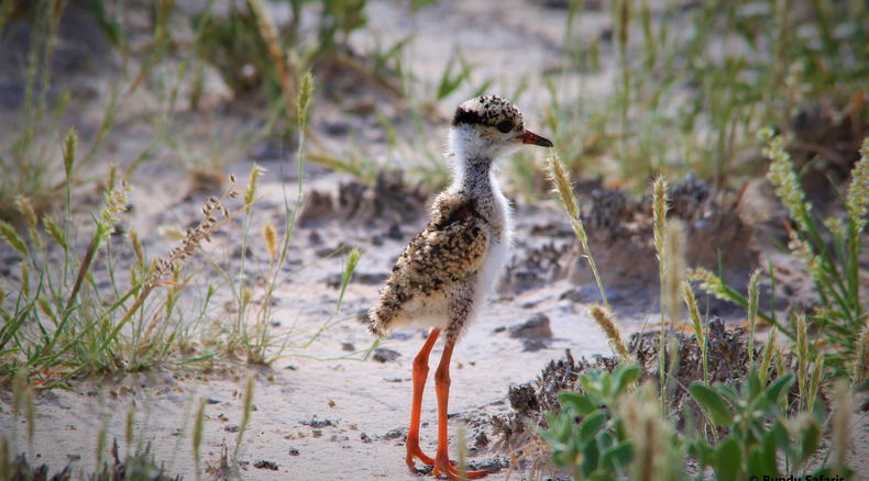 birding safaris zambia
