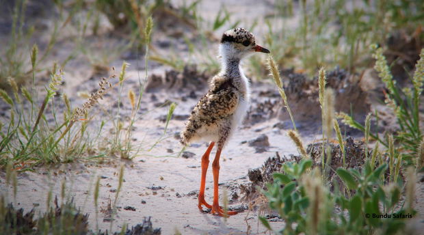 birding safaris zambia