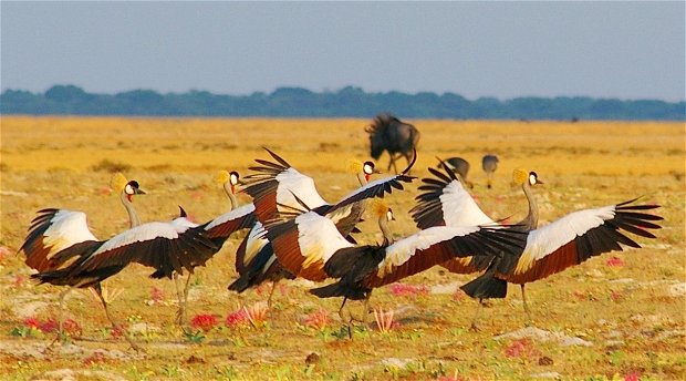 Kronenkraniche in Liuwa National Park Sambia 