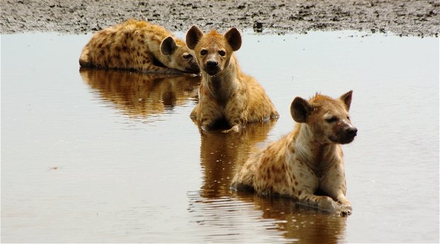 Liuwa Plains National Park camping safari 