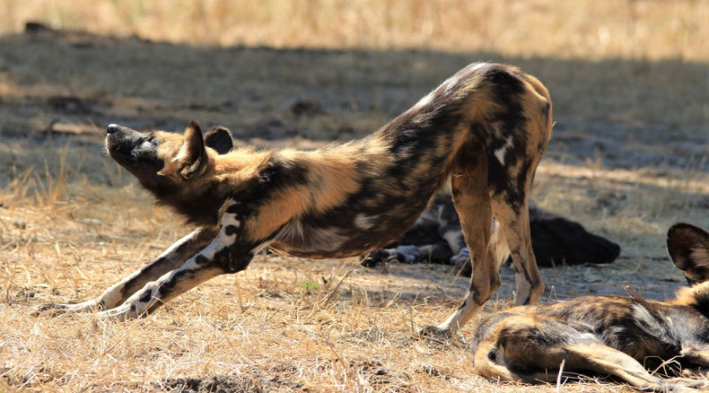 budget safaris Zambia budget safaris Zambia