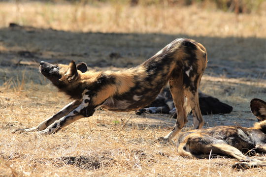 budget safaris Zambia 