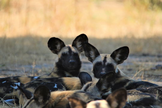 budget safaris zambia 